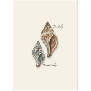 Seashell Assortment image 4