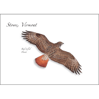 Red-tailed Hawk image 0