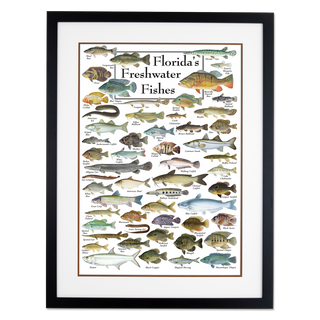 Florida's Freshwater Fishes - Poster - Double matted black frame image