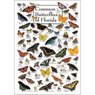 Common Butterflies of Florida - Poster - Unframed - Ships in a sturdy mailing tube image