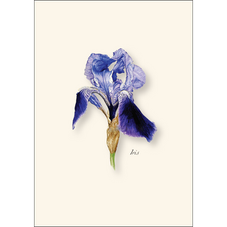 Iris image 1
