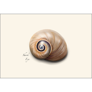 Seashell Assortment III image 1