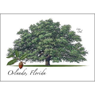 Live Oak image 0