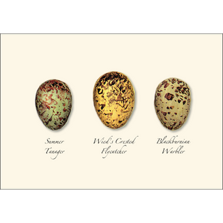 Bird Egg Assortment II image 1