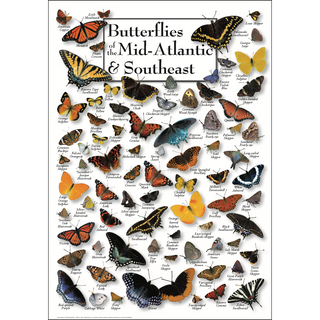 Butterflies of the Mid-Atlantic &amp; Southeast - Poster - Unframed - Ships in a sturdy mailing tube image
