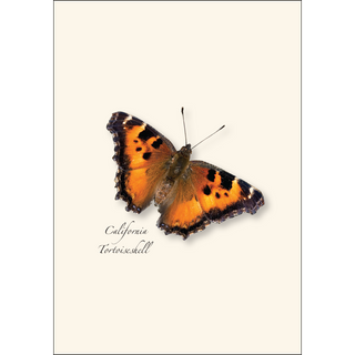 Western Butterfly Assortment I image 1