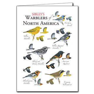 Sibley's Warbler's of Eastern North America - Regional Card image 0