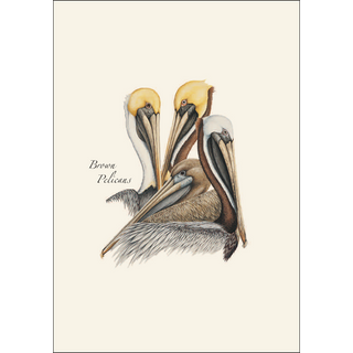 Brown Pelican image 1