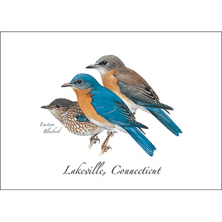 Eastern Bluebird image 0