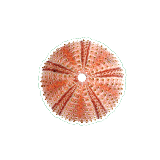 Sea Urchin I image 1