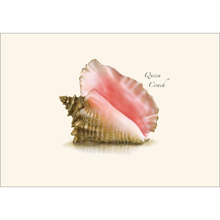 Queen Conch image 1