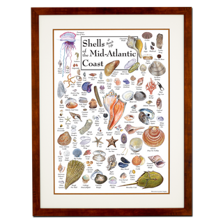 Shells of the Mid-Atlantic Coast - Poster - Double matted honey frame image