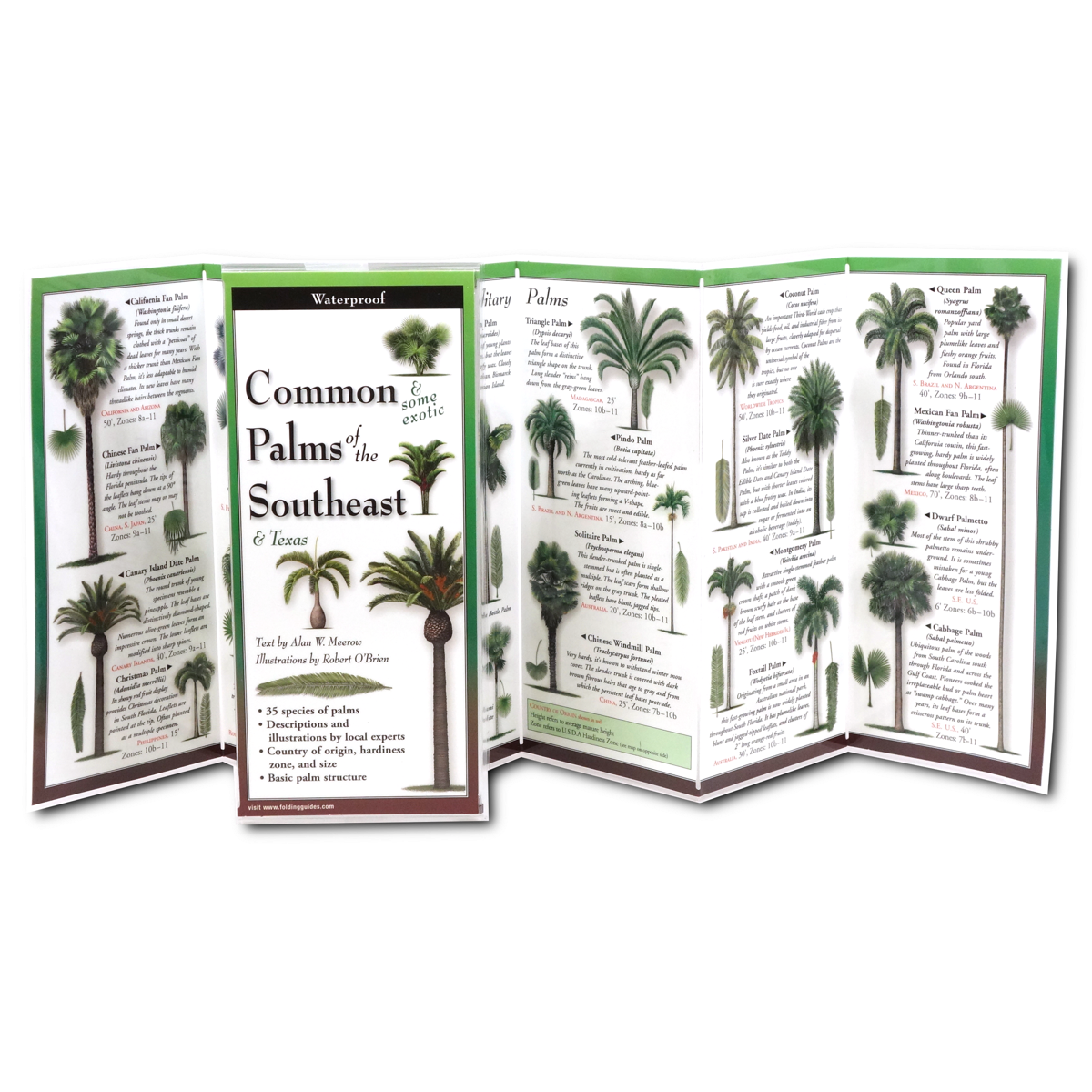 types of palm plants in florida FoldingGuides™