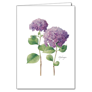 Hydrangea II image 0