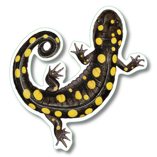 Spotted Salamander image 0