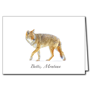 Coyote image 0