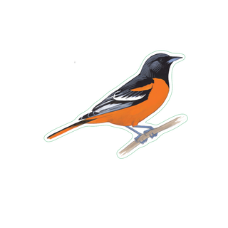 Baltimore Oriole image 1