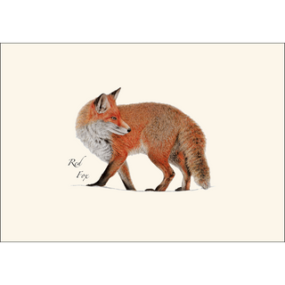 Red Fox image 1