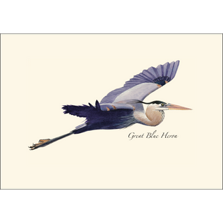 Great Blue Heron in Flight image 1