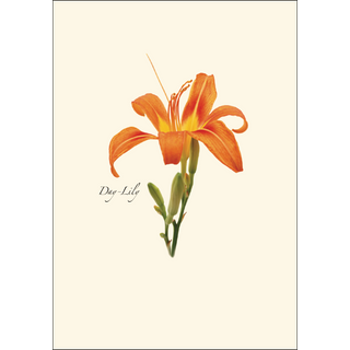 Wildflower Assortment image 1