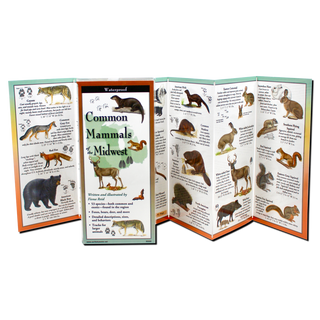 Common Land Mammals of the Midwest image 1
