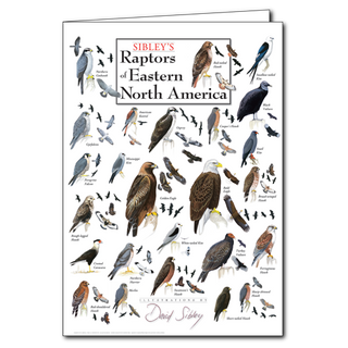 Sibley's Raptors of Eastern North America - Poster Card image 0