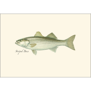 Striped Bass image 1