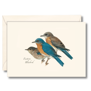 Eastern bluebird notecard celebrating a familiar songbird