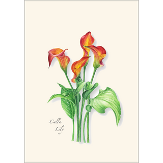 Calla Lilly Assortment image 2