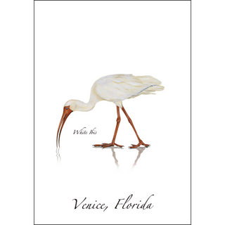 White Ibis image 0