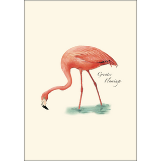 Flamingo image 1