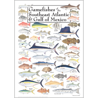 Gamefishes of  Southeast Atlantic & Gulf of Mexico - Poster - Unframed - Ships in a sturdy mailing tube image