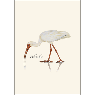 White Ibis image 1