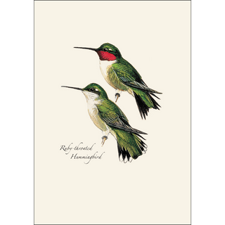 Peterson's Hummingbird  Assortment image 1