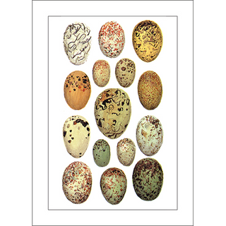 Eggs greeting card celebrating everyday farm staples, blank inside and thoughtfully printed