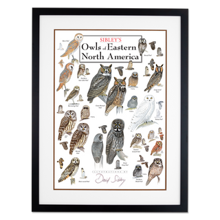 Sibley's Owls of Eastern North America - Poster - Double matted black frame image
