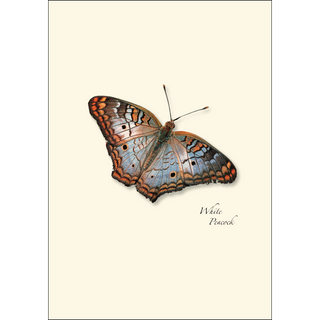 Butterfly Assortment II image 1