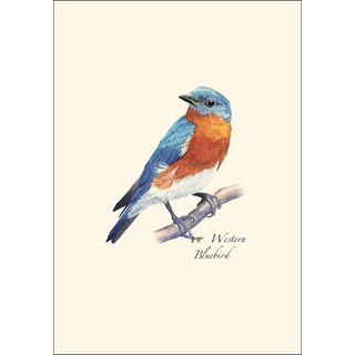 Western Bluebird image 1