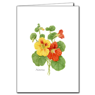 Nasturtium image 0