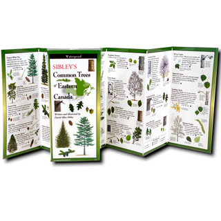 Sibley’s Common Trees of Eastern Canada image 1