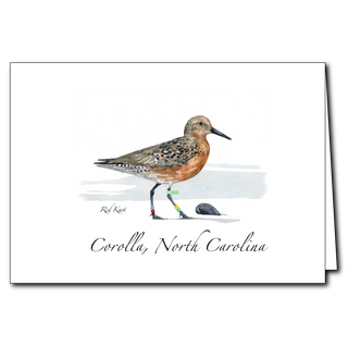 Red Knot image 0