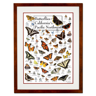 Butterflies of California & Pacific Northwest - Poster - Double matted honey frame image