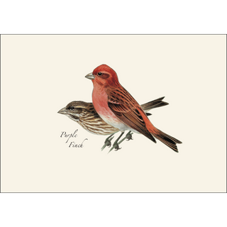 Peterson's Bird Assortment II image 3
