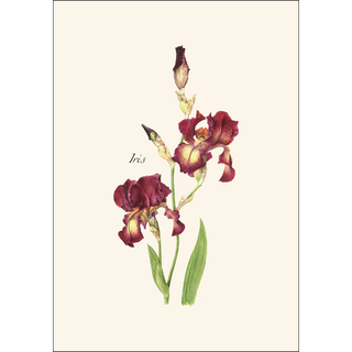 Iris Assortment image 2