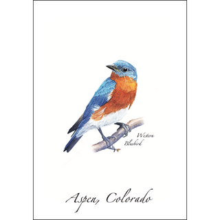 Western Bluebird image 0