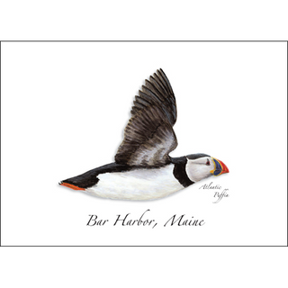 Atlantic Puffin image 0