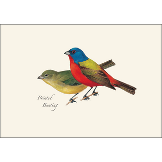 Peterson's Bird Assortment II image 2