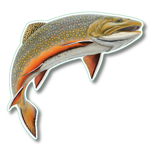 Brook Trout image 0