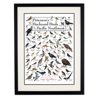 Peterson's Backyard Birds of the Pacific Northwest - Poster - Double matted black frame image
