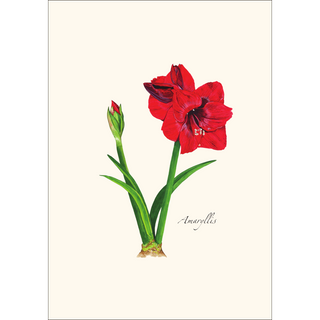 Amaryllis -NEW- image 1